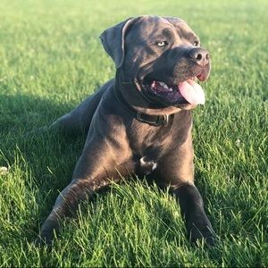 Meet your Posher, Josh